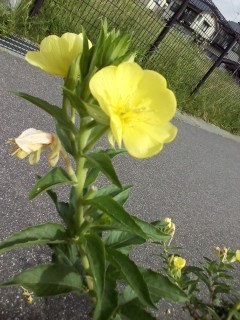 f:id:haru-leo:20130716082623j:image