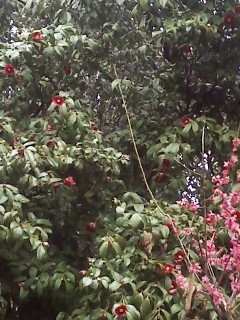 f:id:haru-leo:20140227140147j:image