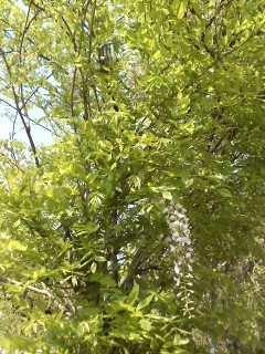 f:id:haru-leo:20140424141601j:image