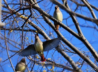 f:id:haru-leo:20150117114550j:image