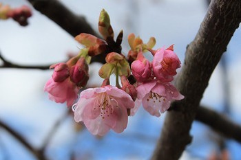 f:id:haru-leo:20150316060254j:image