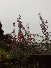 f:id:haru-leo:20150622101250j:image