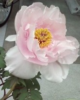 f:id:haru-leo:20160403133043j:image f:id:haru-leo:20160403133043j:image