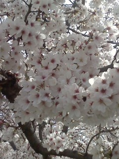 f:id:haru-leo:20160406100910j:image f:id:haru-leo:20160406100910j:image