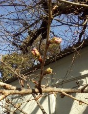 f:id:haru-leo:20170219150742j:image