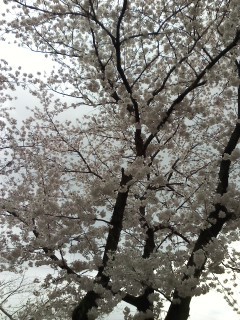 f:id:haru-leo:20170409111905j:image f:id:haru-leo:20170409111905j:image