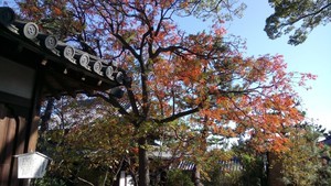 f:id:haru-leo:20181123112232j:image