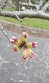 20190325175516