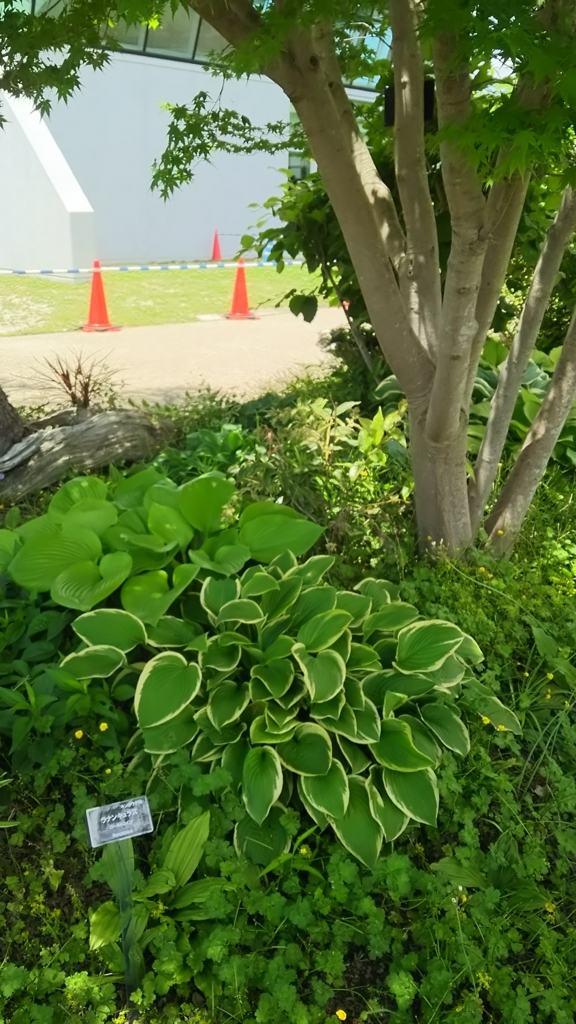 f:id:haru2345:20170605150716j:plain f:id:haru2345:20170605150716j:plain