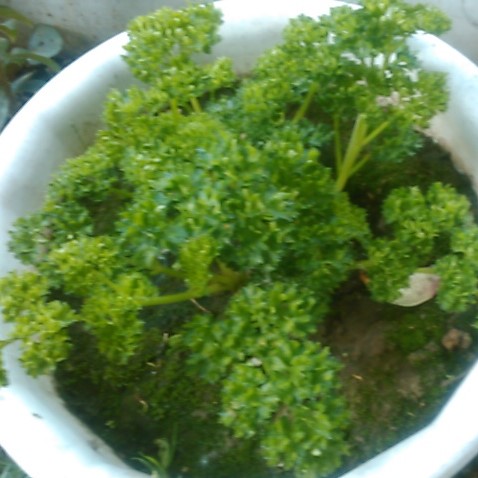 f:id:haru_e-hana:20190504131725j:plain f:id:haru_e-hana:20190504131725j:plain