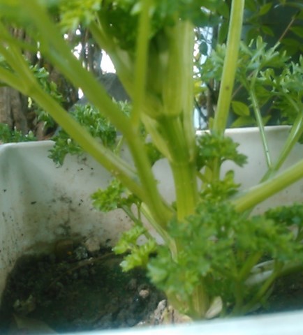 f:id:haru_e-hana:20190504131744j:plain f:id:haru_e-hana:20190504131744j:plain