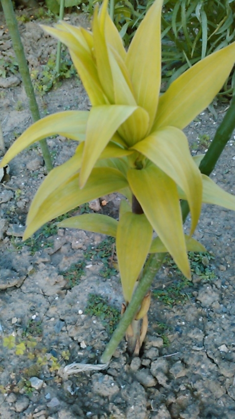 f:id:haru_e-hana:20190508182511j:plain f:id:haru_e-hana:20190508182511j:plain