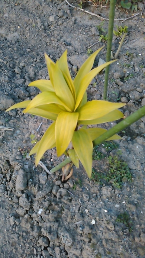 f:id:haru_e-hana:20190508182611j:plain f:id:haru_e-hana:20190508182611j:plain