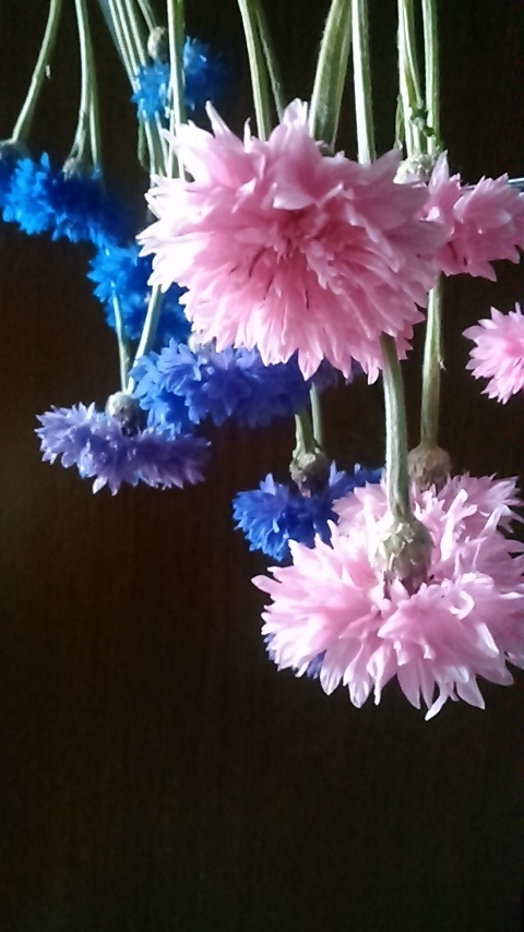f:id:haru_e-hana:20190518194657j:plain f:id:haru_e-hana:20190518194657j:plain