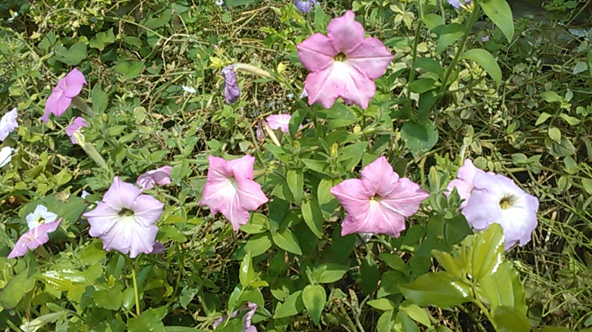 f:id:haru_e-hana:20190627094350j:plain f:id:haru_e-hana:20190627094350j:plain
