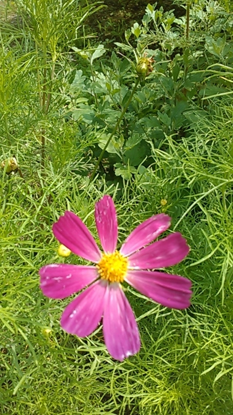 f:id:haru_e-hana:20190627094411j:plain f:id:haru_e-hana:20190627094411j:plain
