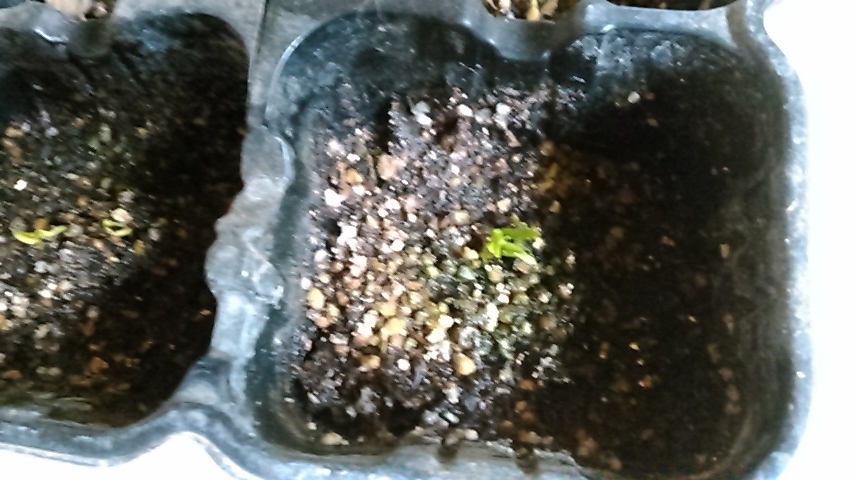 f:id:haru_e-hana:20190630135749j:plain f:id:haru_e-hana:20190630135749j:plain