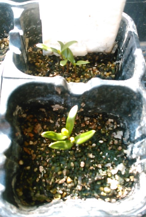 f:id:haru_e-hana:20190701193948j:plain f:id:haru_e-hana:20190701193948j:plain