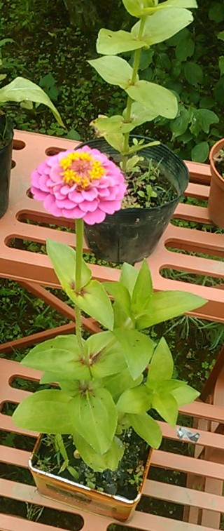 f:id:haru_e-hana:20190703224851j:plain f:id:haru_e-hana:20190703224851j:plain