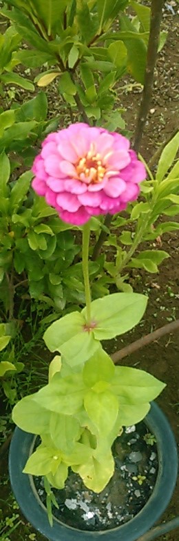 f:id:haru_e-hana:20190703224855j:plain f:id:haru_e-hana:20190703224855j:plain