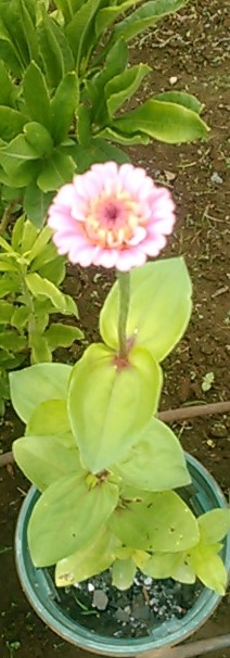 f:id:haru_e-hana:20190703224859j:plain f:id:haru_e-hana:20190703224859j:plain