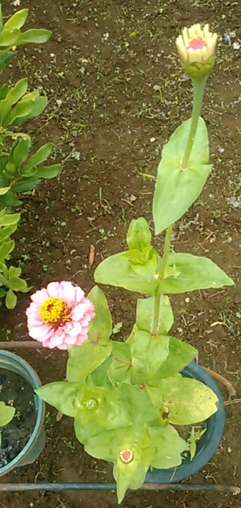 f:id:haru_e-hana:20190703224903j:plain f:id:haru_e-hana:20190703224903j:plain