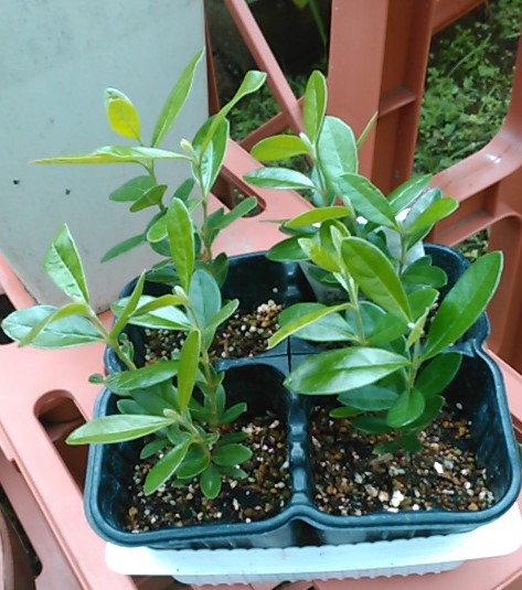 f:id:haru_e-hana:20190720094337j:plain f:id:haru_e-hana:20190720094337j:plain