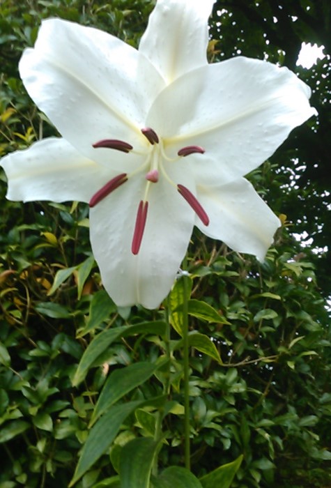 f:id:haru_e-hana:20190722092619j:plain f:id:haru_e-hana:20190722092619j:plain