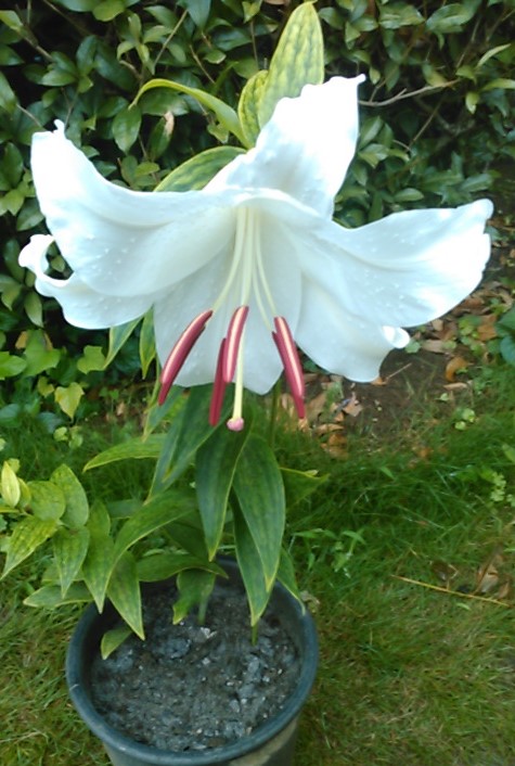 f:id:haru_e-hana:20190722092633j:plain f:id:haru_e-hana:20190722092633j:plain