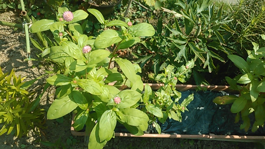f:id:haru_e-hana:20190803094334j:plain f:id:haru_e-hana:20190803094334j:plain
