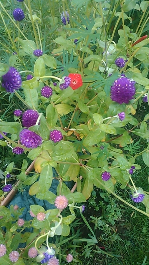 f:id:haru_e-hana:20190904142317j:plain f:id:haru_e-hana:20190904142317j:plain