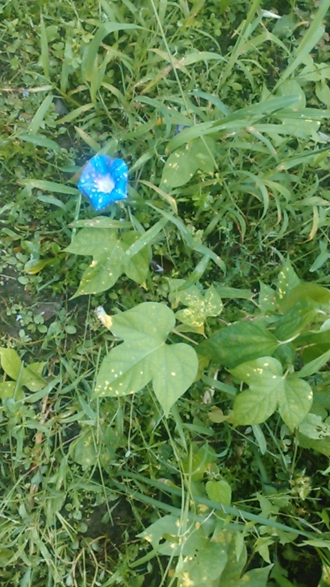 f:id:haru_e-hana:20190904142332j:plain f:id:haru_e-hana:20190904142332j:plain