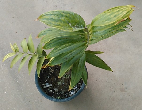 f:id:haru_e-hana:20191004191257j:plain f:id:haru_e-hana:20191004191257j:plain