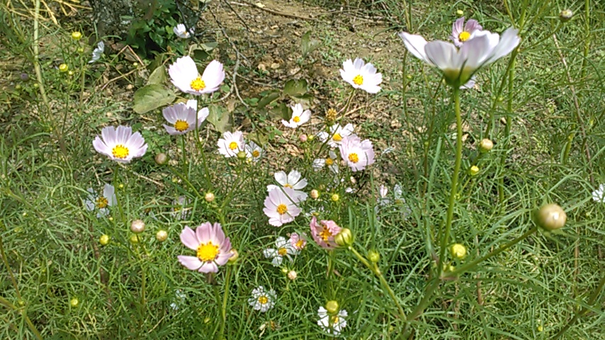 f:id:haru_e-hana:20191007220126j:plain