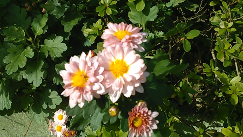 挿し芽をした菊が咲きました 花実みっけ