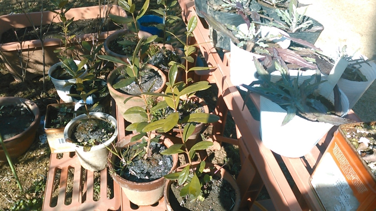 f:id:haru_e-hana:20200216195359j:plain f:id:haru_e-hana:20200216195359j:plain