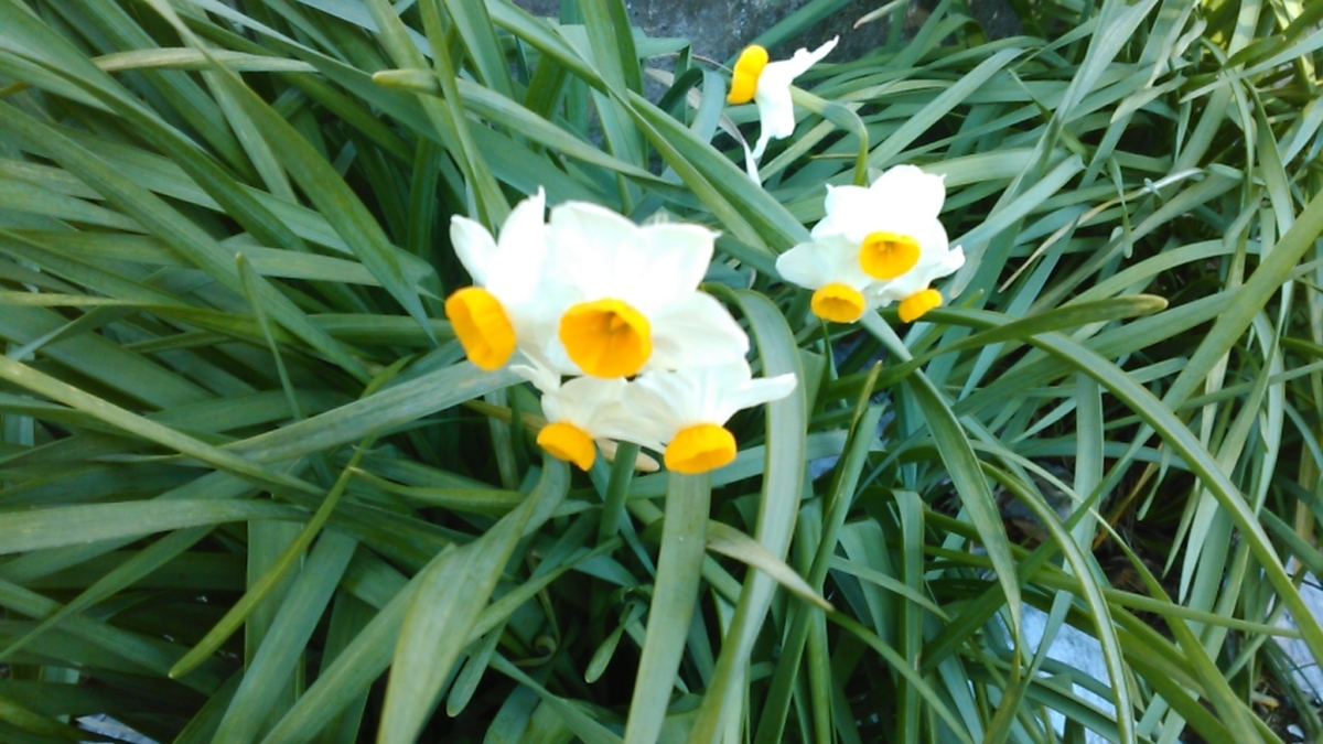f:id:haru_e-hana:20200227094340j:plain f:id:haru_e-hana:20200227094340j:plain