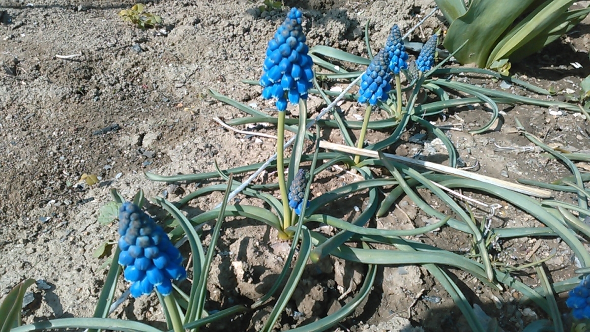 秋植え球根の年末植え 成長記録 ムスカリ編 花実みっけ 秋植え球根の年末植え 成長記録 ムスカリ編 花実みっけ
