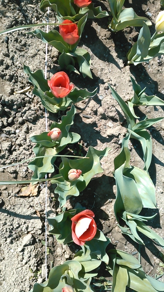 f:id:haru_e-hana:20200325195725j:plain f:id:haru_e-hana:20200325195725j:plain