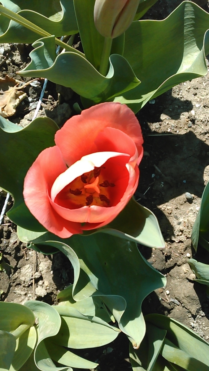 f:id:haru_e-hana:20200325195736j:plain f:id:haru_e-hana:20200325195736j:plain