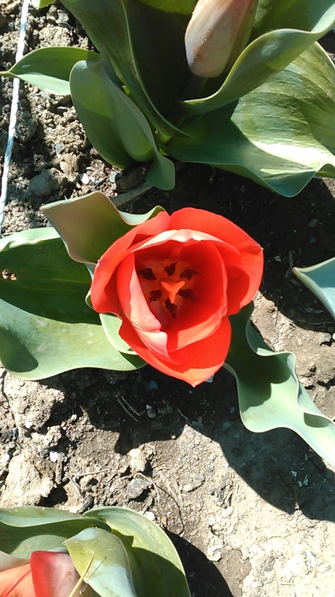 f:id:haru_e-hana:20200325195759j:plain f:id:haru_e-hana:20200325195759j:plain