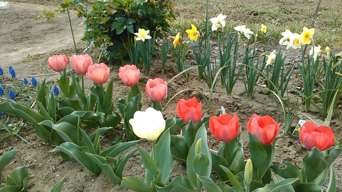 f:id:haru_e-hana:20200328105729j:plain