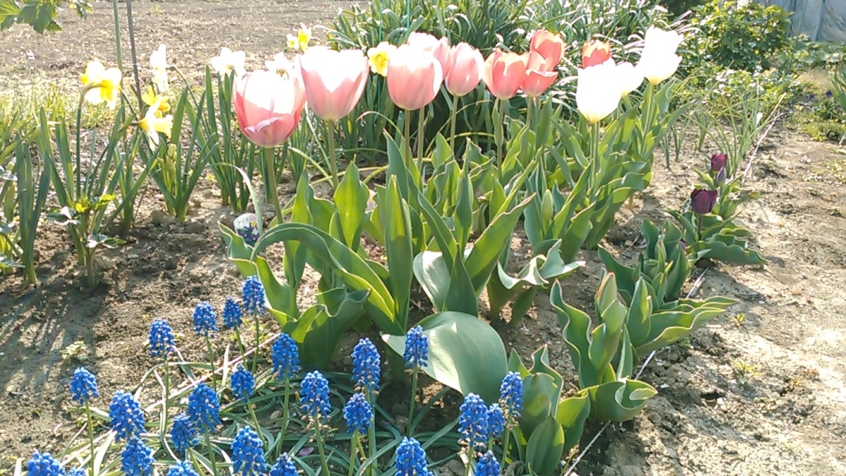 f:id:haru_e-hana:20200405094556j:plain