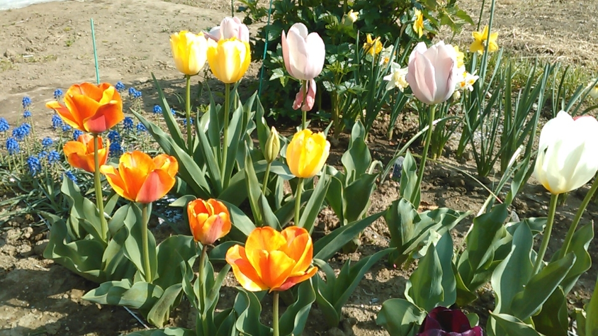 f:id:haru_e-hana:20200416214303j:plain