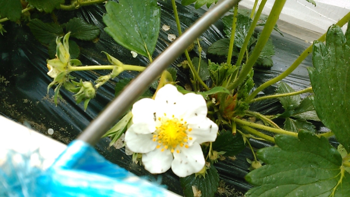 f:id:haru_e-hana:20200417174535j:plain