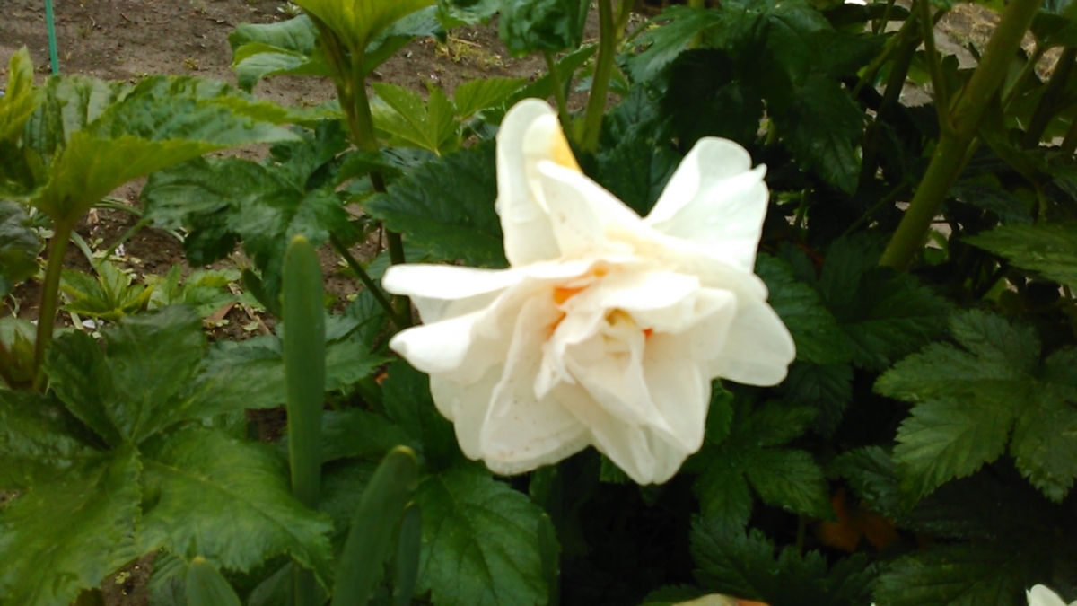 f:id:haru_e-hana:20200421222326j:plain f:id:haru_e-hana:20200421222326j:plain