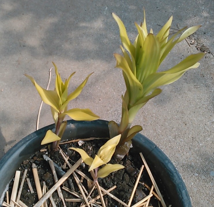 f:id:haru_e-hana:20200501213626j:plain f:id:haru_e-hana:20200501213626j:plain