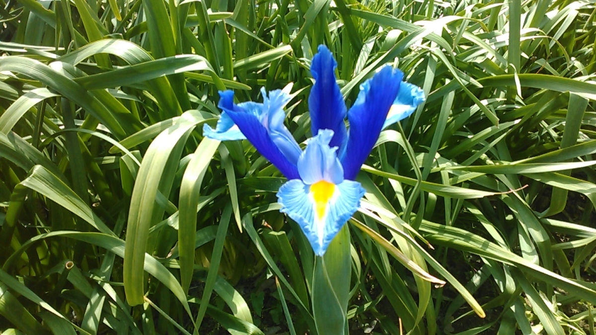 f:id:haru_e-hana:20200503130922j:plain f:id:haru_e-hana:20200503130922j:plain