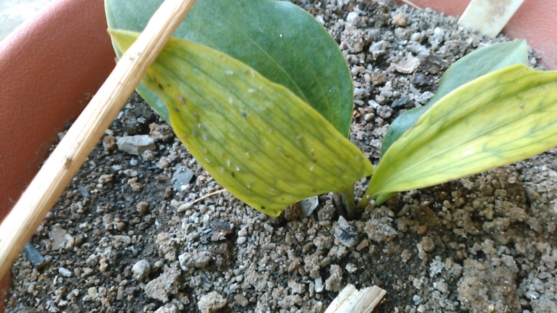 f:id:haru_e-hana:20200519205429j:plain f:id:haru_e-hana:20200519205429j:plain