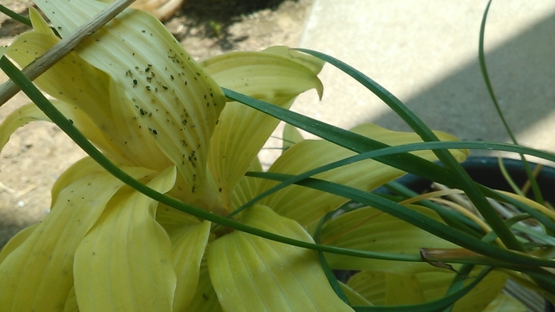 f:id:haru_e-hana:20200519205436j:plain f:id:haru_e-hana:20200519205436j:plain